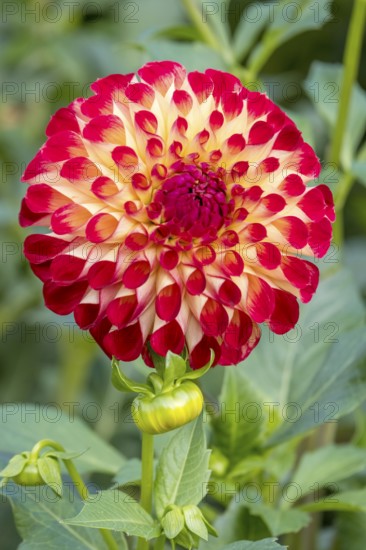 Red-yellow dahlia flower with symmetrical pattern in greenery, Münsterland, North Rhine-Westphalia, Germany