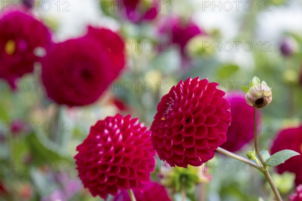 Intense red dahlia flowers in the garden against a blurred background, Münsterland, North Rhine-Westphalia, Germany