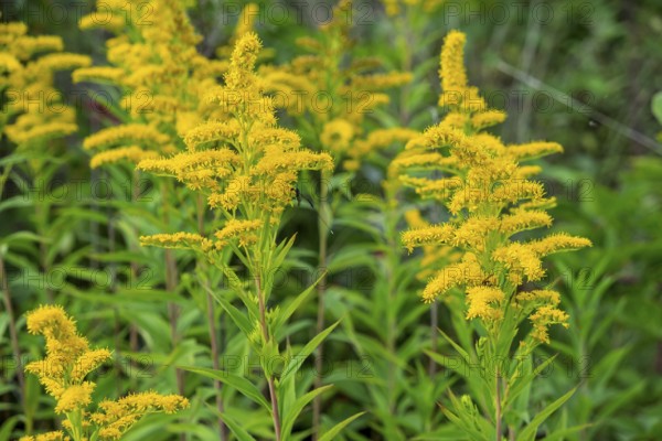 Solidago canadensis (Solidago canadensis), Province of Overijssel, Netherlands