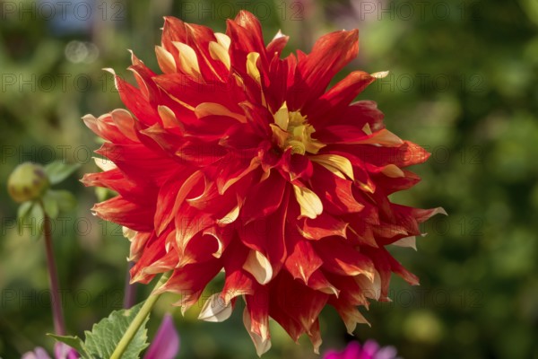 Bright red-yellow dahlia flower upright in the sunlight, Münsterland, North Rhine-Westphalia, Germany