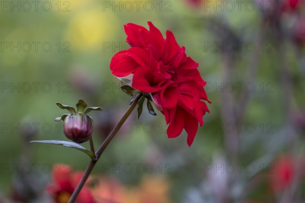 Red dahlia flower with bud in a garden against a blurred background, Münsterland, North Rhine-Westphalia, Germany