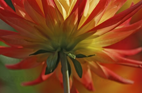 A dahlia flower in bright shades of red and yellow photographed from below, North Rhine-Westphalia, Germany
