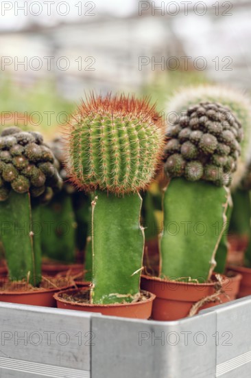 Close up of grafted cacti. Two different species of cacti combined together to form a single plant