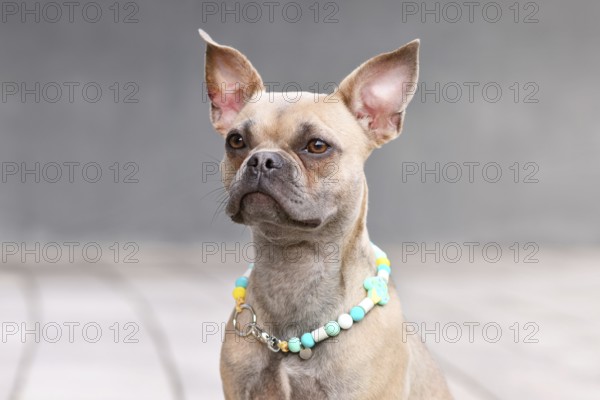 French Bulldog dog with long healthy nose wearing a EM ceramics necklace