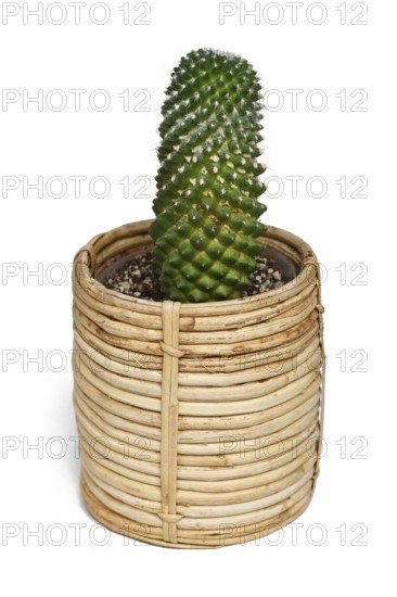 Mammillaria cactus plant in boho style basket flower pot on white background