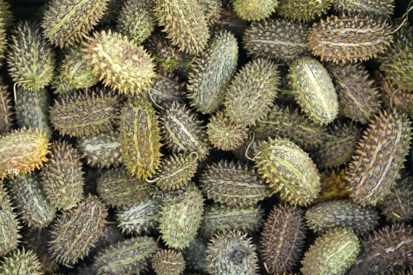 Top view of wild Cucumis africanus fruits with natural texture and exotic botanical appeal