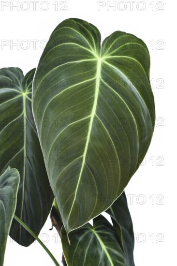 Leaf of tropical 'Philodendron Melanochrysum' houseplant with large leaves on white background