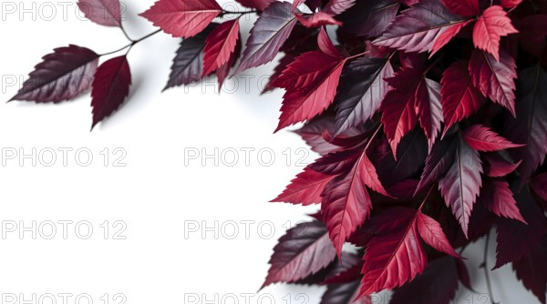 Lush red autumn leaves in various shades of burgundy adorn a clean white background, showcasing nature's seasonal beauty. AI generated