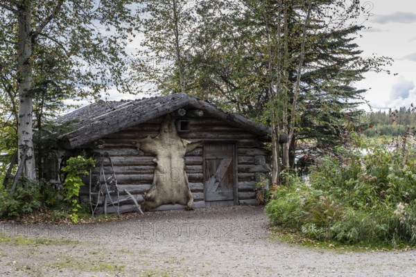 Bearskin on a cabin, Fairbanks, Alaska, USA