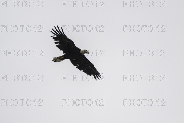 Bald eagle (Haliaeetus leucocephalus), flying, Alaska, USA