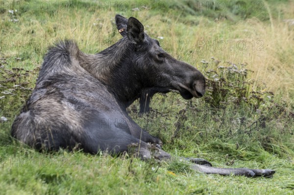 Moose (Alces alces) at the Alaska Wildlife Conservation Centre, Portage Valley, Alaska, USA