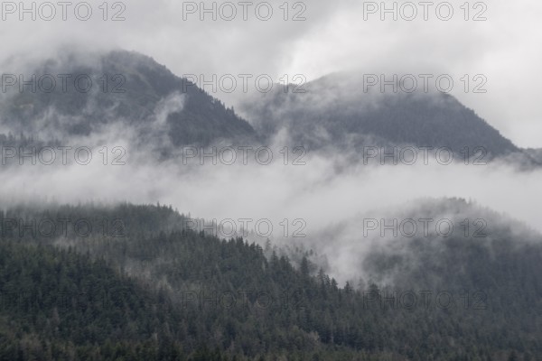 Fog on a forested mountainside, Juneau, Alaska, USA