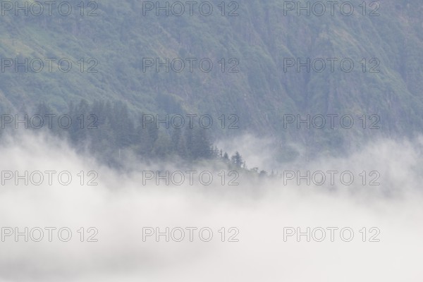 Fog on a forested mountainside, Juneau, Alaska, USA