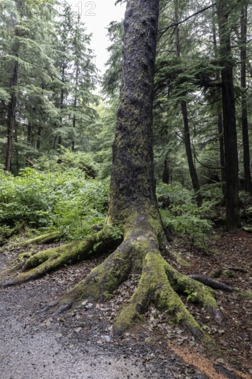 Trunk of a hemlock tree (Tsuga canadensis) in the Pacific Rainforest, Ketchikan, Alaska, USA