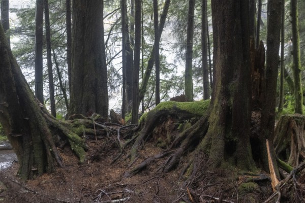Trunks of giant arborvitae (Thuja plicata) in the Pacific Rainforest, Ketchikan, Alaska, USA