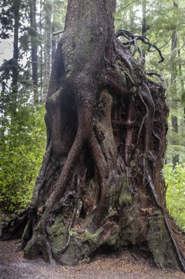 Trunk of a Sitka spruce (Picea sitchensis) in the Pacific Rainforest, Ketchikan, Alaska, USA