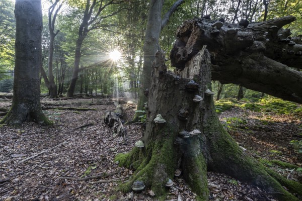 Broken old copper beech (Fagus sylvatica) with tinder fungus (Fomes fomentarius), Emsland, Lower Saxony, Germany