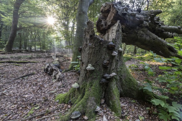 Broken old copper beech (Fagus sylvatica) with tinder fungus (Fomes fomentarius), Emsland, Lower Saxony, Germany