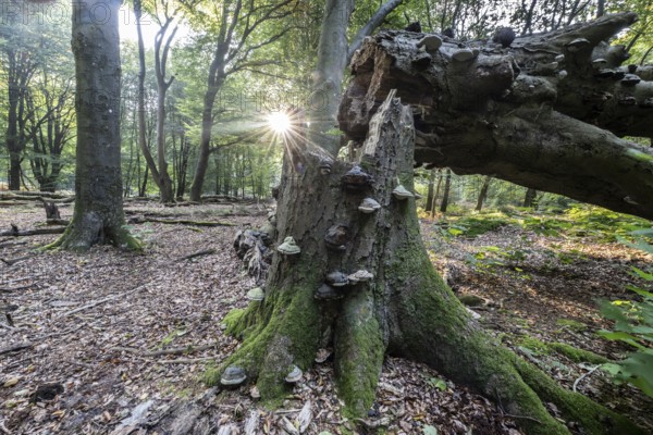 Broken old copper beech (Fagus sylvatica) with tinder fungus (Fomes fomentarius), Emsland, Lower Saxony, Germany