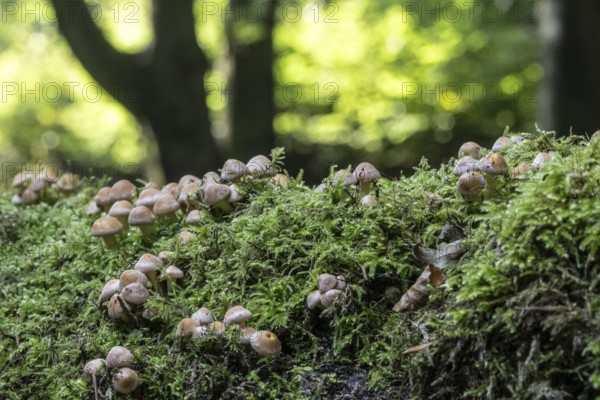 Young Sulphur tufts (Hypholoma fasciculare), Emsland, Lower Saxony, Germany