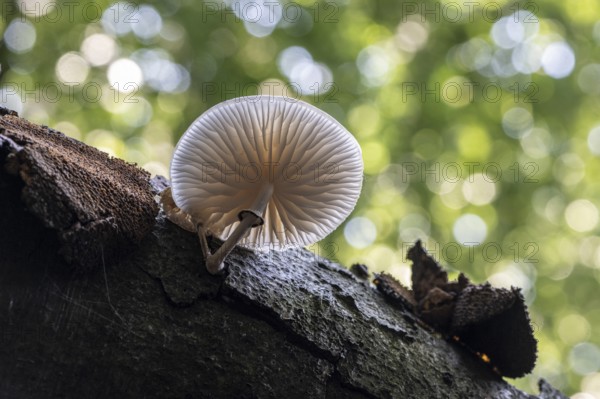 Ringed beech slime beetle (Oudemansiella mucida), Emsland, Lower Saxony, Germany