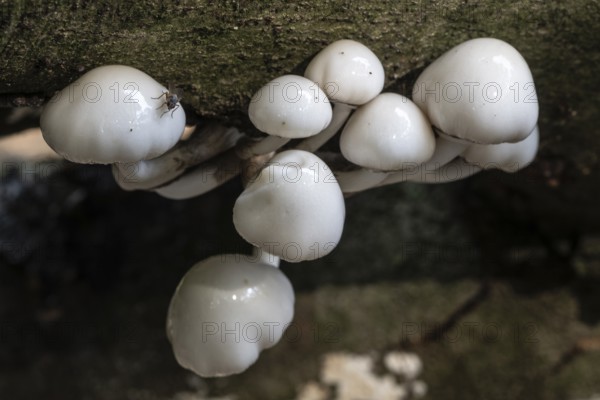Ringed beech slime moulds (Oudemansiella mucida), Emsland, Lower Saxony, Germany