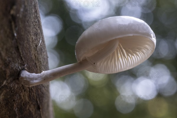 Ringed beech slime beetle (Oudemansiella mucida), Emsland, Lower Saxony, Germany