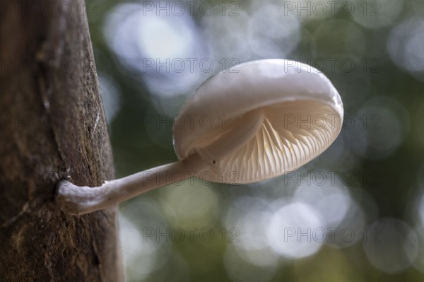 Ringed beech slime beetle (Oudemansiella mucida), Emsland, Lower Saxony, Germany