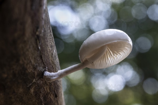 Ringed beech slime beetle (Oudemansiella mucida), Emsland, Lower Saxony, Germany