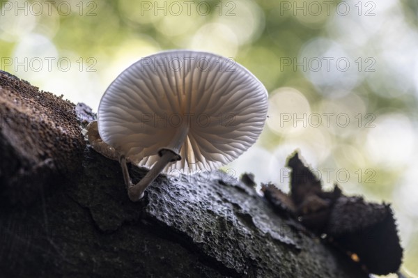 Ringed beech slime beetle (Oudemansiella mucida), Emsland, Lower Saxony, Germany
