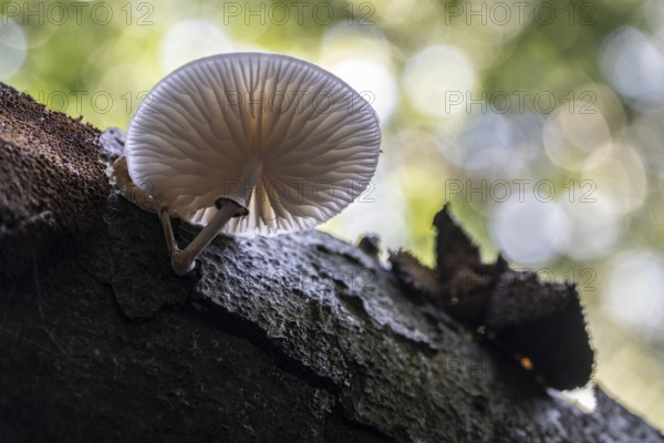 Ringed beech slime beetle (Oudemansiella mucida), Emsland, Lower Saxony, Germany