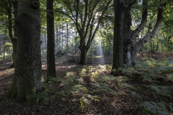 Light in the forest, Emsland, Lower Saxony, Germany