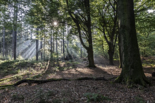 Light in the forest, Emsland, Lower Saxony, Germany