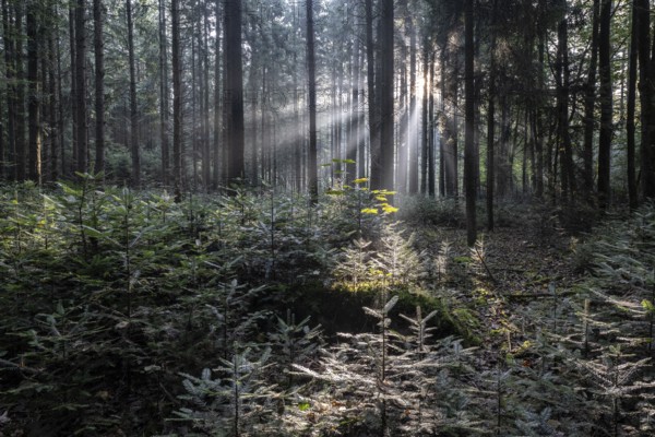Light in the forest, Emsland, Lower Saxony, Germany