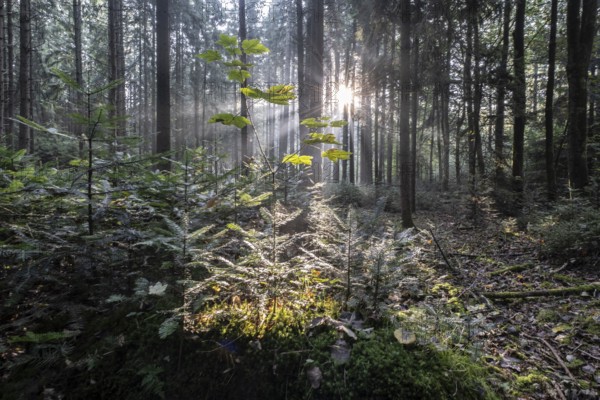 Light in the forest, Emsland, Lower Saxony, Germany