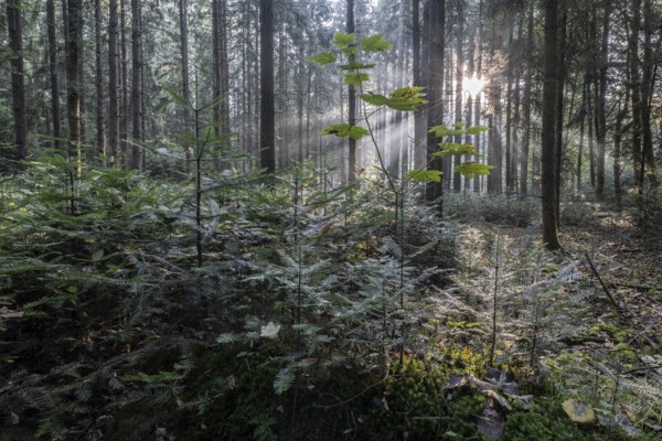 Light in the forest, Emsland, Lower Saxony, Germany