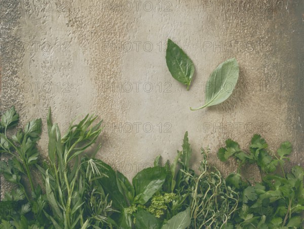 Various fresh herbs are neatly placed along a textured wall. Bright greenery including cilantro, basil, and thyme adds freshness to the rustic kitchen ambiance