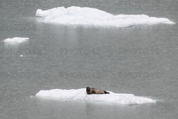 Largha seal (Phoca largha) on an ice floe, Glacier Bay, Alaska, USA