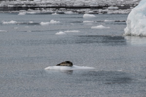Largha seal (Phoca largha) on an ice floe, Glacier Bay, Alaska, USA
