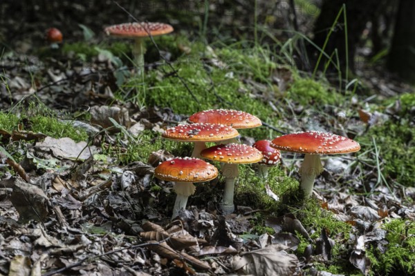 Fly agaric (Amanita muscaria), Emsland, Lower Saxony, Germany