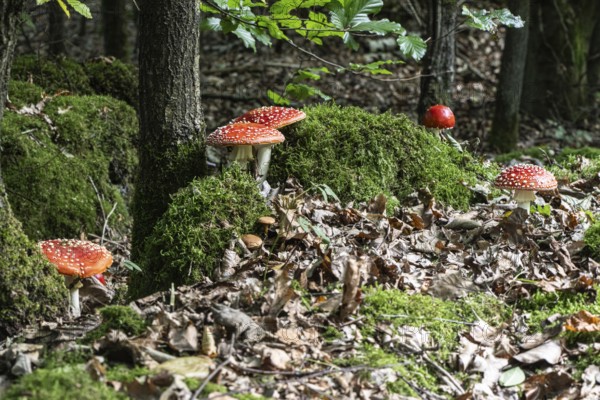 Fly agaric (Amanita muscaria), Emsland, Lower Saxony, Germany