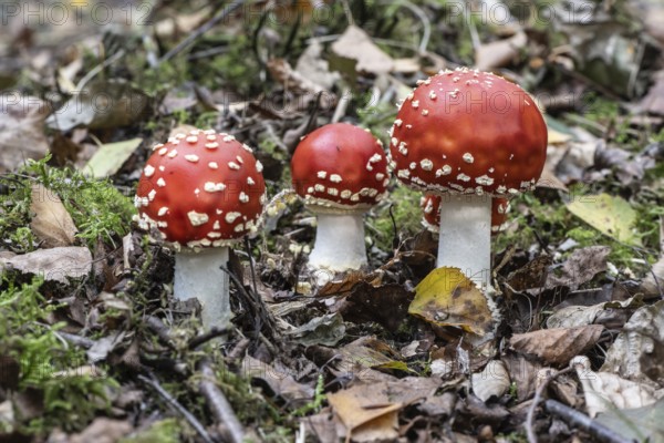 Fly agaric (Amanita muscaria), Emsland, Lower Saxony, Germany