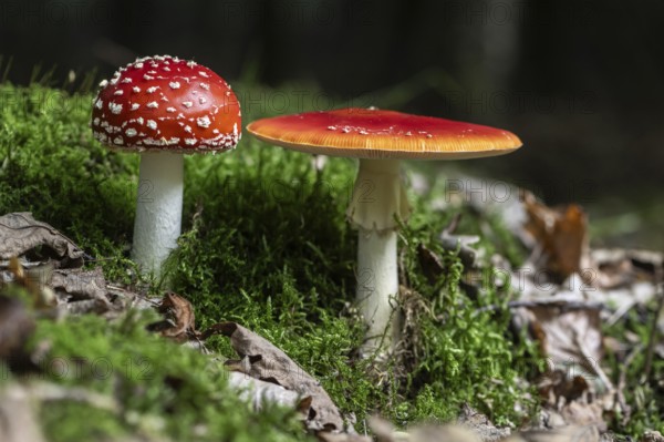 Fly agaric (Amanita muscaria), Emsland, Lower Saxony, Germany