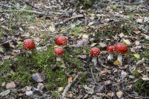 Fly agaric (Amanita muscaria), Emsland, Lower Saxony, Germany