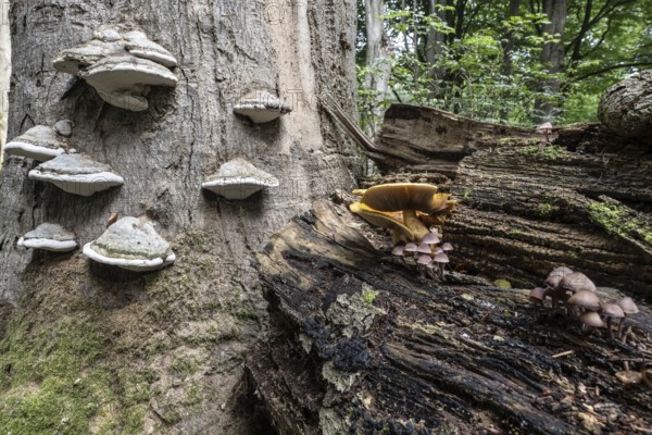 Tinder fungus (Fomes fomentarius) and golden scales (Photiola aurivella), Emsland, Lower Saxony, Germany