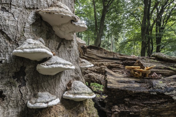 Tinder fungus (Fomes fomentarius) and golden scales (Photiola aurivella), Emsland, Lower Saxony, Germany