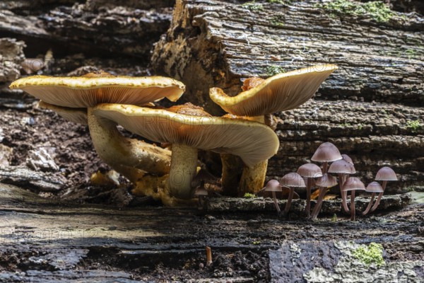 Golden scales (Photiola aurivella) and Stump Brittlestem (Psathyrella piluliformis), Emsland, Lower Saxony, Germany