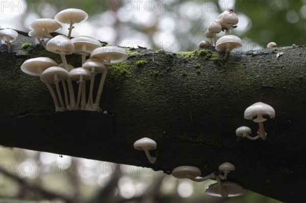 Ringed beech slime moulds (Oudemansiella mucida), Emsland, Lower Saxony, Germany