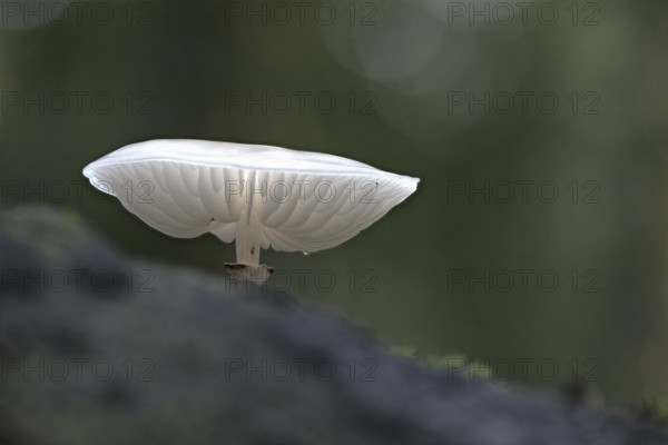 Ringed beech slime beetle (Oudemansiella mucida), Emsland, Lower Saxony, Germany