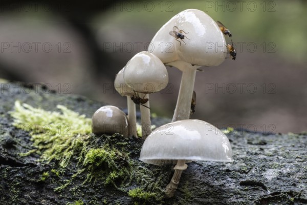 Ringed beech slime moulds (Oudemansiella mucida), Emsland, Lower Saxony, Germany